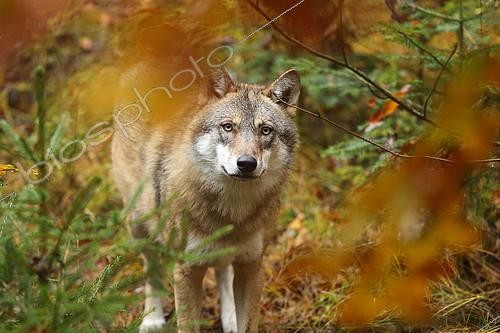Biosphoto | 2094997 | Eurasian wolf (Canis lupus) in fall, Bayerischer Wald, Bavaria, Germany | &copy; Bruno Cavignaux / Biosphoto