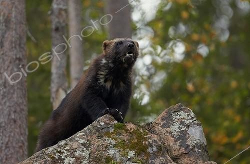 Biosphoto | 1934682 | Eurasian Wolverine on rocks - Finland | &copy; Niko Pekonen / Biosphoto
