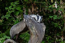 Biosphoto | 2546564 | European badger (Meles meles), in an undergrowth, on a stump, Ille et Vilaine, Brittany, France | &copy; Sylvain Cordier / Biosphoto