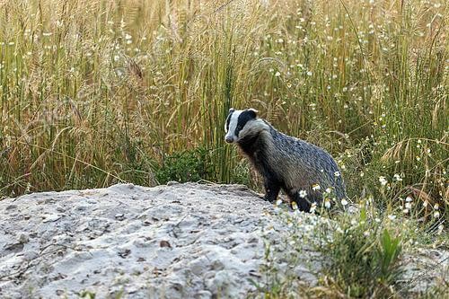 Biosphoto | 2610406 | European badger (Meles meles), in the Sado River estuary national reserve, Portugal. | © Alain Roux / Biosphoto