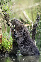 Biosphoto | 2608979 | European beaver (Castor fiber), Ardennes, Belgium | &copy; Christian Cabron / Biosphoto