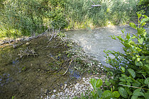 Biosphoto | 2609429 | European Beaver (Castor fiber) dam on the Calavon, Luberon Nature Park, Beaumettes, Vaucluse, France | &copy; David Tatin / Biosphoto