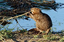 Biosphoto | 2545895 | European beaver (Castor fiber) eating a willow branch in the evening light, Loire Valley National Nature Reserve, France | &copy; Pierre Vernay / Biosphoto
