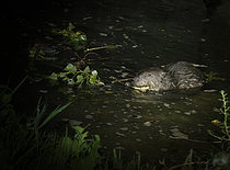 Biosphoto | 2609427 | European beaver (Castor fiber) eating in the water, Calavon river, Parc naturel du Luberon, Beaumettes, Vaucluse, France | &copy; David Tatin / Biosphoto