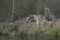 Biosphoto | 2608977 | European beaver (Castor fiber) lodge, Ardennes, Belgium | &copy; Christian Cabron / Biosphoto