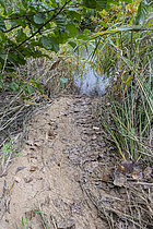 Biosphoto | 2609428 | European beaver (Castor fiber) passage on the banks of the Calavon, Parc naturel du Luberon, Beaumettes, Vaucluse, France | &copy; David Tatin / Biosphoto