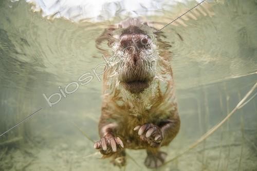 Biosphoto | 1973166 | European beaver underwater - Savoie France ;  Golden Turtle  2013 - The underwater world | &copy; Rémi Masson / Biosphoto
