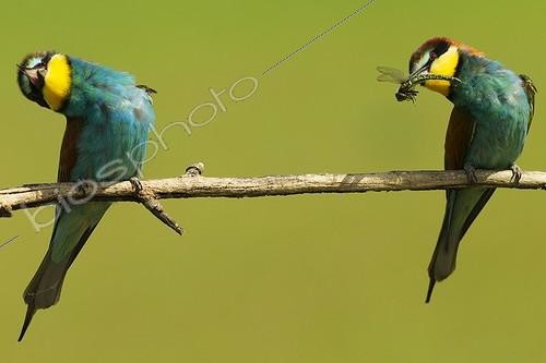 Biosphoto | 1751963 | European bee-eater in a courtship display Hungary | &copy; Martin Harvey / Biosphoto