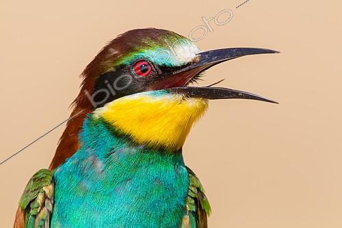 Biosphoto | 2412155 | European Bee-eater (Merops apiaster) calling from a branch, Pleven, Bulgaria | &copy; Mathias Schaef / BIA / Biosphoto