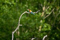 Biosphoto | 2575878 | European Bee-eater (Merops apiaster) on a branch, Provence, France | &copy; David Tatin / Biosphoto