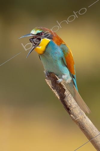 Biosphoto | 2433384 | European bee-eater (Merops apiaster) regurgitate a pellet, Aigüamolls del Empordà Natural Park, Spain | &copy; Marc Homs & Pepi Compte / Biosphoto