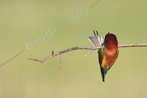 Biosphoto | 754104 | European Bee-eater on a branch Kerkini lake Greece | &copy; Pierre Huguet-Dubief / Biosphoto