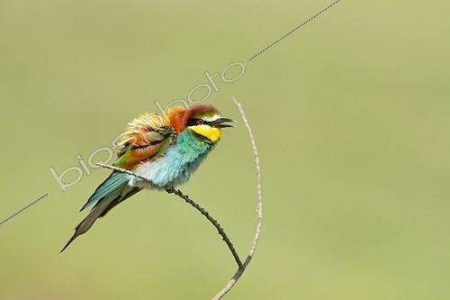 Biosphoto | 1777238 | European bee-eater on a twig Lake Kerkini Greece | &copy; Pierre Huguet-Dubief / Biosphoto