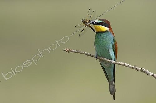 Biosphoto | 1877159 | European Bee-eater with a dragonfly in its beak Dombes | &copy; Bruno Fouillat / Biosphoto