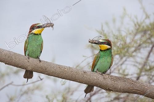Biosphoto | 2059940 | European Bee-eaters (Merops apiaster) couple with prey on a branch. Camargue, France | &copy; Alain Roux / Biosphoto