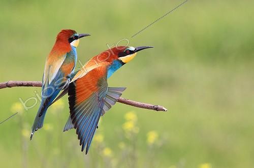 Biosphoto | 754500 | European Bee-eaters on a branch Kerkini lake Greece | &copy; Pierre Huguet-Dubief / Biosphoto
