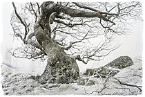 Biosphoto | 2628276 | European beech (Fagus sylvatica), winter atmosphere, Cévennes National Park, France. | &copy; Philippe Lebeaux / Biosphoto