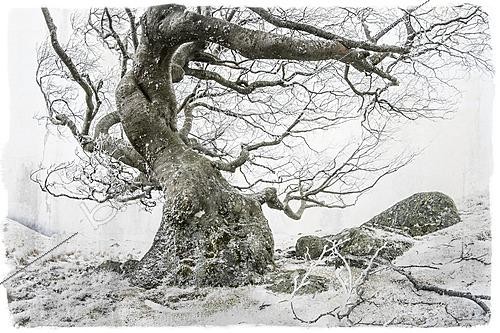 Biosphoto | 2628276 | European beech (Fagus sylvatica), winter atmosphere, Cévennes National Park, France. | &copy; Philippe Lebeaux / Biosphoto
