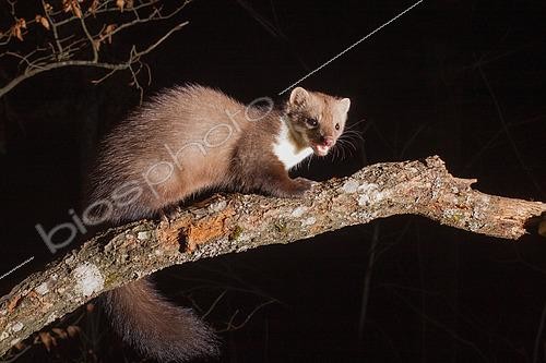 Biosphoto | 2581501 | European beech marten (Martes foina) sitting on a branch, Aargau, Switzerland | &copy; Daniel Zuppinger / Biosphoto