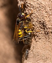 Biosphoto | 2453790 | European beewolf (Philanthus triangulum) female carrying a honey bee (Apis mellifera) to its gallery followed by a parasitic fly (Metopia sp), Vosges du Nord Regional Nature Park, France | &copy; Michel Rauch / Biosphoto