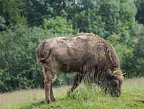 Biosphoto | 2609761 | European bison (Bison bonasus, Bos bonasus), Neanderthal Museum, encosure. Europe, central europe, Germany | &copy; Martin Zwick / Biosphoto
