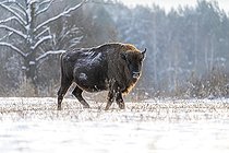 Biosphoto | 2593312 | European bison (Bison bonasus) lying in agricultural field with snow near forest, Bialowieza Forest UNESCO World Heritage Site, Poland, Europe. | &copy; Franco Banfi / Biosphoto