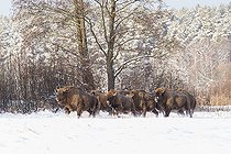 Biosphoto | 2593313 | European bison (Bison bonasus) lying in agricultural field with snow near forest, Bialowieza Forest UNESCO World Heritage Site, Poland, Europe. | &copy; Franco Banfi / Biosphoto