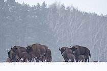 Biosphoto | 2593324 | European bison (Bison bonasus) lying in agricultural field with snow near forest, Bialowieza Forest UNESCO World Heritage Site, Poland, Europe. | &copy; Franco Banfi / Biosphoto