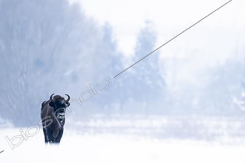 Biosphoto | 2616021 | European Bison (Bison bonasus) standing in the snow. Poland. | &copy; Ervin Horesnyík / Biosphoto