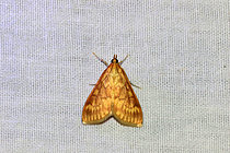 Biosphoto | 2608743 | European corn borer (Ostrinia nubilalis) on fabric, Isère, France | &copy; Jean-François Noblet / Biosphoto