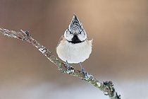 Biosphoto | 2002707 | European Crested Tit - Northern Vosges France  | &copy; Emmanuel Baechler / Biosphoto