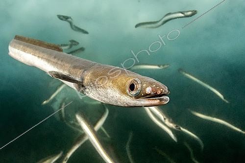 Biosphoto | 2559404 | European eel (Anguilla anguilla), Port of Sète, Hérault, Occitanie, France | &copy; Mathieu Foulquié / Biosphoto