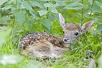 Biosphoto | 2445038 | European fallow deer, fawn - (Dama dama dama) | &copy; Christian Heinrich / imageBROKER / Biosphoto