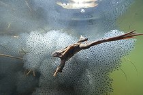 Biosphoto | 1249062 | European Frog and eggs in a lake Jura France | &copy; Michel Loup / Biosphoto