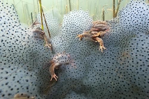 Biosphoto | 1249059 | European Frog mating in a lake and eggs Jura France ; p. 71 | &copy; Michel Loup / Biosphoto