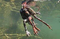 Biosphoto | 1249057 | European Frog mating in a lake and Jura France | &copy; Michel Loup / Biosphoto