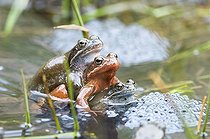 Biosphoto | 1240170 | European Frogs mating in lake Jura France  | &copy; Michel Loup / Biosphoto
