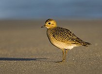 Biosphoto | 1460381 | European golden plover (Pluvialis apricaria) | &copy; Horst Jegen / imageBROKER / Biosphoto