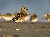 Biosphoto | 1516190 | European golden plover (Pluvialis apricaria) | &copy; Horst Jegen / imageBROKER / Biosphoto