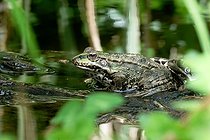 Biosphoto | 2602161 | European green frog (Pelophylax lk.esculentus) on a willow stump on a branch of the Loire, Loire Valley, France | &copy; Pierre Vernay / Biosphoto