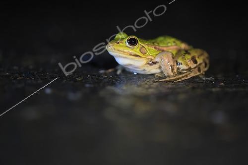 Biosphoto | 2619423 | European green frog (Pelophylax sp) crossing a road during the pre-breeding season to reach a pond for reproduction, Normandy, France. | &copy; Christophe Perelle / Biosphoto