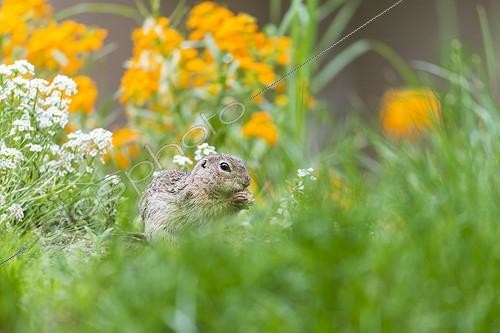 Biosphoto | 2007963 | European ground squirrel eating among flowers | &copy; Jean-Paul Chatagnon / Biosphoto