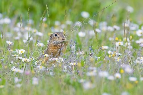 Biosphoto | 2126248 | European ground squirrel or souslik (Spermophilus citellus) eating daisies, National Park Lake Neusiedl, Burgenland, Austria, Europe | &copy; Martin Demmel / imageBROKER / Biosphoto