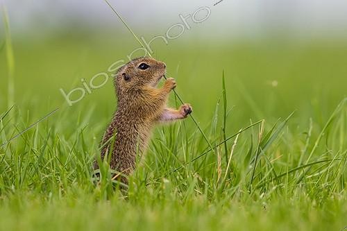 Biosphoto | 2064931 | European Ground Squirrel (Spermophilus citellus) holding a blade of grass in its paws, Lake Neusiedl, Austria, Europe | &copy; Wilfried Martin / imageBROKER / Biosphoto