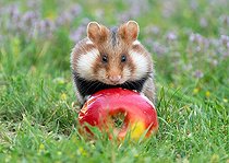 Biosphoto | 2587123 | European hamster (Cricetus cricetus) eating an apple in a meadow, Austria | &copy; Frédéric Desmette / Biosphoto