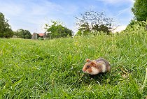 Biosphoto | 2587132 | European hamster (Cricetus cricetus) in a meadow, Austria | &copy; Frédéric Desmette / Biosphoto