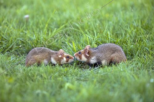 Biosphoto | 2606796 | European Hamster (Cricetus cricetus), male and female approaching before mating in a grassy field, Neusiedlsee National Park, Austria | &copy; Emile Barbelette / Biosphoto