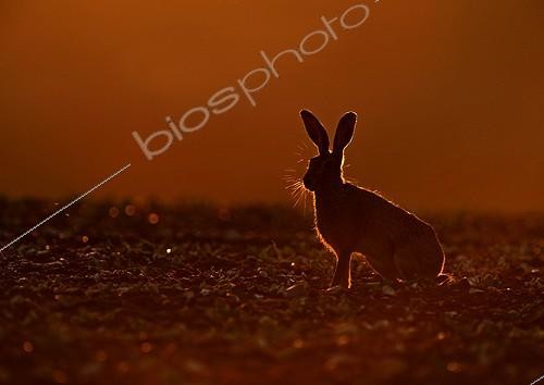 Biosphoto | 1820007 | European hare at dusk Norfolk UK | &copy; David Tipling / Biosphoto