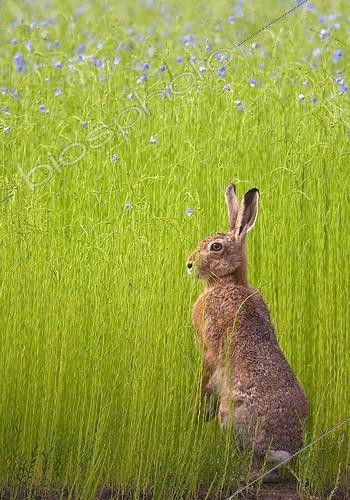 Biosphoto | 1419278 | European hare careful to the edge of a field of Lin France | &copy; Dominique Gest / Biosphoto