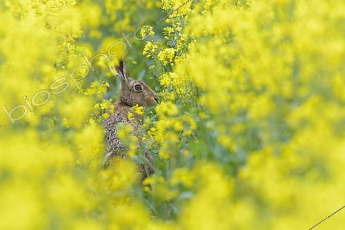 Biosphoto | 2152833 | European hare (Lepus europaeus) in a rapeseed field in bloom, Hesse, Germany | &copy; Breuer Wildlife / Biosphoto